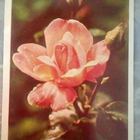 открытка Роза,подписанная,1976.