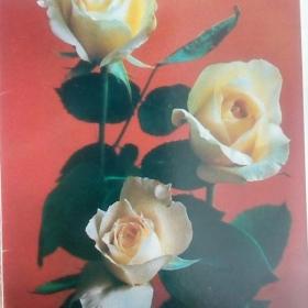 открытка Роза,подписанная,1982г.