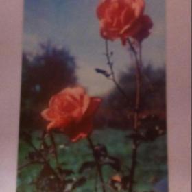 открытка Розы 1968 г.фото Егорова