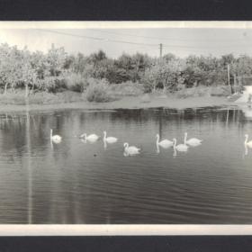 Старая фотография "Лебединое озеро". Размер 14,5х10 см