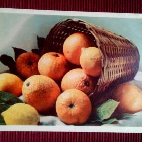 Апельсины и лимоны. Л. Зиверт 1963 г. (М).