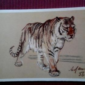 Тигр. А. Лаптев 1956 г. (М) 