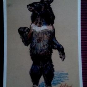 Гималайский медведь . А. Лаптев 1956 г. (М) .