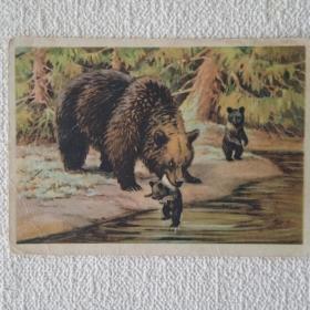 Медведица с медвежатами. В. Трофимов. 1954 г. 
