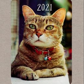 Календарь карманный, Россия, 2021, кот, котик, кисуля, царь, взгляд, питомцы, домашние животные, усы