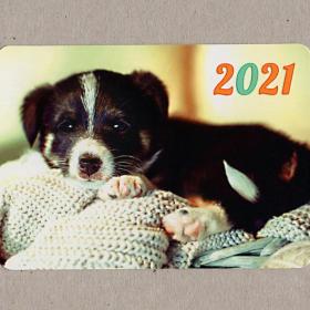 Календарь карманный, Россия, 2021, щенок, собака, собачка, взгляд, питомцы, домашние животные