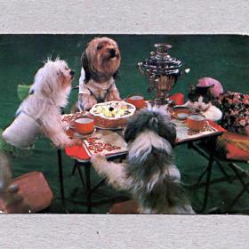 Календарь карманный, СССР, Цирк, Кошкин дом, самовар, собачки, кошка, стол, 1984 год