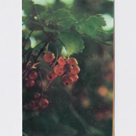 Календарь карманный, СССР, 1989, Кузовов, Ульяновская правда, ягоды, листья, витамины