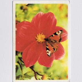 Календарь карманный, СССР, цветок, бабочка, 1990, Луньков, природа, лепестки, макросъемка