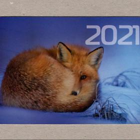 Календарь карманный, Россия, 2021, год быка, лиса, лисичка, мех, взгляд, животные, ушки, время