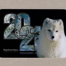 Календарь карманный, Россия, 2021, год быка, песец, полярная лиса, мех, взгляд, животные, время