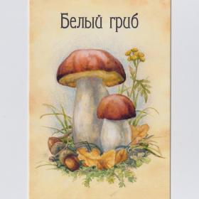 Открытка Россия Белый гриб Боровик Boletus edulis Синицына чистая съедобные грибы вид тихая охота