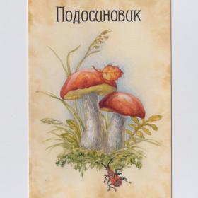 Открытка Россия Подосиновик красный Leccinum aurantiacum Синицына чистая обабок съедобные грибы вид
