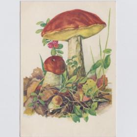 Открытка СССР Грибы 1959 Андреев подписана царство живая природа ягоды гриб тихая охота отдых хобби