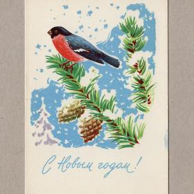 Открытка СССР Новый год 1964 Антонченко чистая снегирь птица шишки елка ветки зима снег праздник