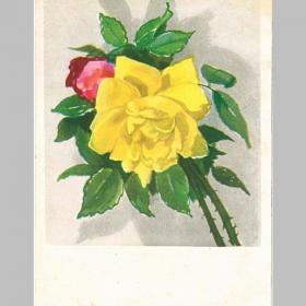 Открытка СССР. Желтая роза. Художник Д.М. Астапова, 1959 год, подписана (цветы)