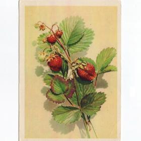Открытка СССР Земляника 1958 Бушкин подписана многолетнее травянистое растение семейство розовые