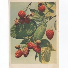 Открытка СССР Малина 1959 Бушкин подписана обыкновенная полукустарник семейство розовые ягоды