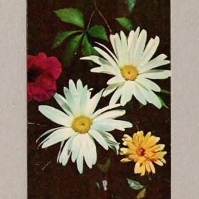 Открытка СССР Ромашки Данилкин 1972 чистая цветы не любит гадание астровые сложноцветные лепесток