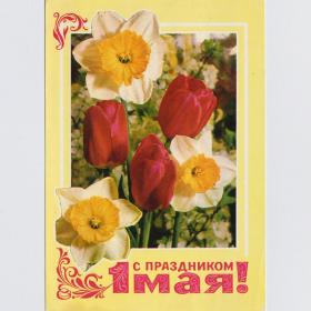 Открытка СССР Праздник 1 мая 1977 Гордеев Костенко подписана мир труд май цветы тюльпаны нарциссы