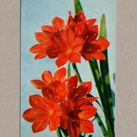 Открытка СССР Красная валлота Игнатович 1971 чистая циртанус цветок амариллисовые огненная лилия
