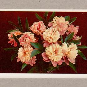 Открытка СССР День рождения Костенко 1976 чистая пионы цветы букет праздник поздравление внимание