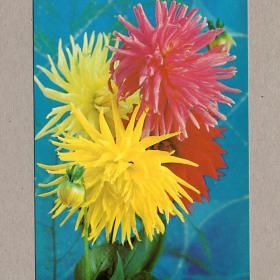 Открытка СССР Георгины Костенко 1983 чистая цветы поздравление букет желтые красные полукактусовая
