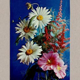 Открытка СССР Композиция из цветов Костенко 1986 чистая цветы букет ромашки полевые праздник