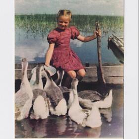 Открытка СССР. Маленькая хозяйка. Фото М. Козловского, 1956 г, чистая, дети, гуси