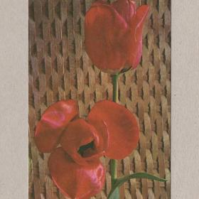 Открытка СССР Тюльпаны Круцко 1970 чистая цветы подарок букет праздник фон плетенка лилейные