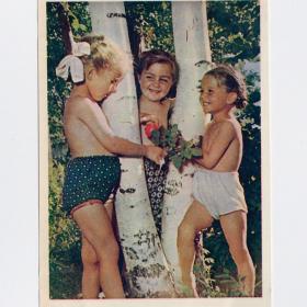 Открытка СССР Подружки Кузьмин 1958 чистая соцреализм дети детство природа девочки береза радость
