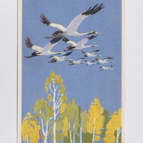 Открытка СССР Доброго пути 1963 Лаптев чистая журавли золотая осень деревья крона миграция птицы