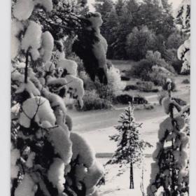 Открытка СССР Русская зима 1966 Пахомов чистая снежный лес сосна ель снег сугробы природа деревья