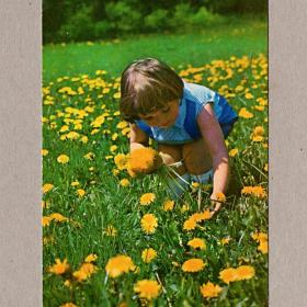 Открытка СССР. Цветы полевые. Раскин, 1972, чистая, дети, детство, девочка, одуванчики, трава, поле