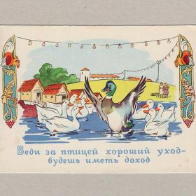Открытка СССР веди за птицей хороший уход 1961 чистая реклама птицеводство утка птицефабрика редкая