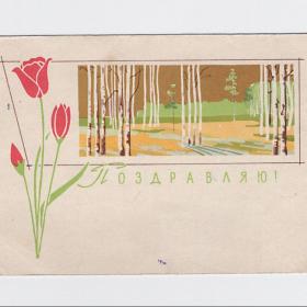 Открытка СССР. Поздравляю! Шарова, 1963, подписана, цветы, тюльпаны, роща, березы, весна, река