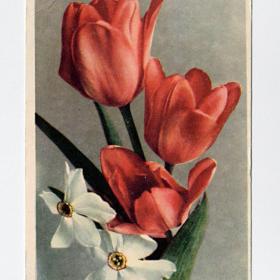 Открытка СССР. Тюльпаны и нарциссы, 1962 год, Октообер, Таллин
