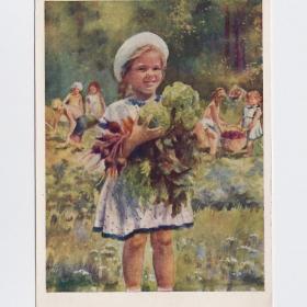 Открытка СССР С нашего огорода Жуков 1954 чистая соцреализм детство дети трудовое воспитание капуста