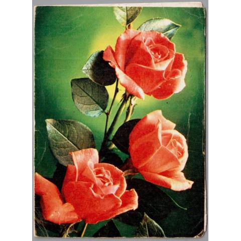 Почтовая карточка Розы серия Е-52 Костенко 1984