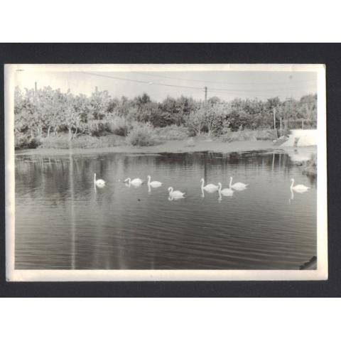 Старая фотография "Лебединое озеро". Размер 14,5х10 см